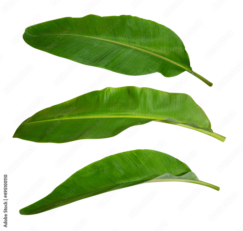 Obraz premium Banana leaf isolated on white background