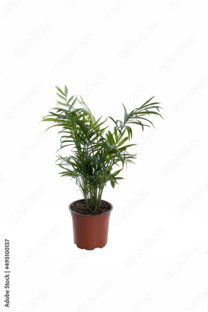 Decorative Areca palm on white background Decorative Areca palm on white background