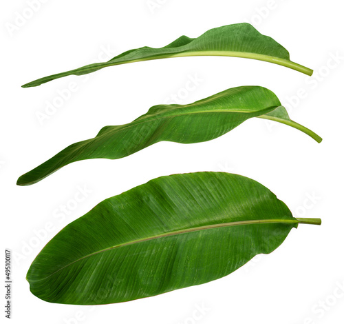 Banana leaf isolated on white background