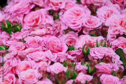 Bloom Roses Blossom Rose Bloom Pink Roses