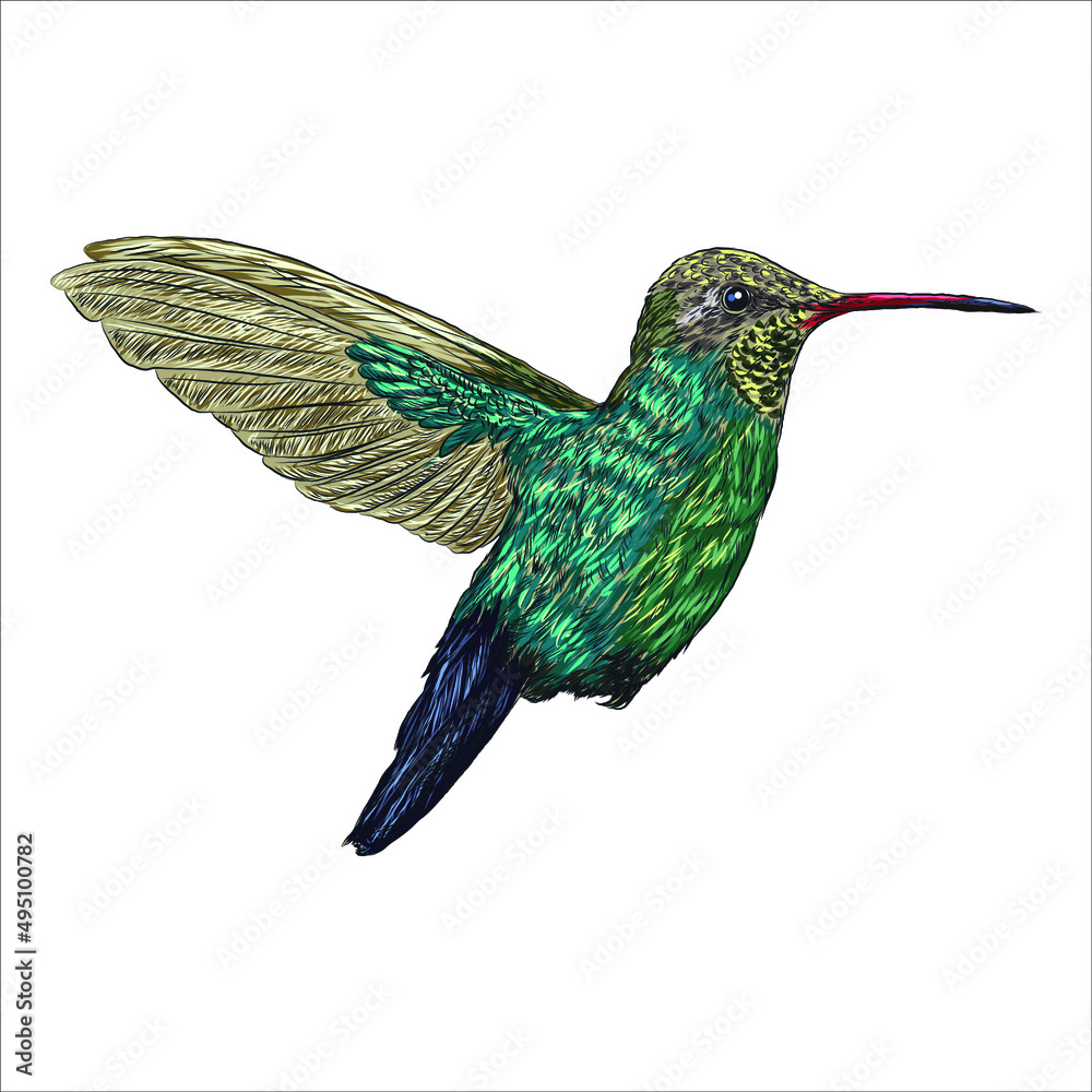 Fototapeta premium Watercolor drawn hummingbird on white background