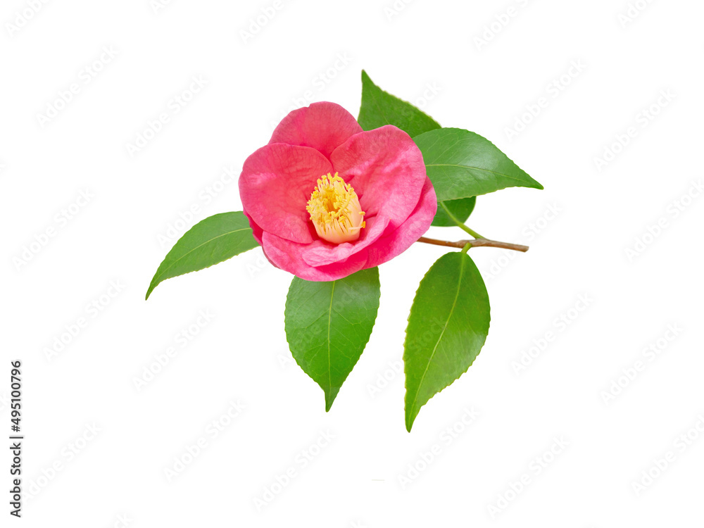 Pink camellia japanese branch with flower isolated on white Pink camellia japanese branch with flower isolated on white