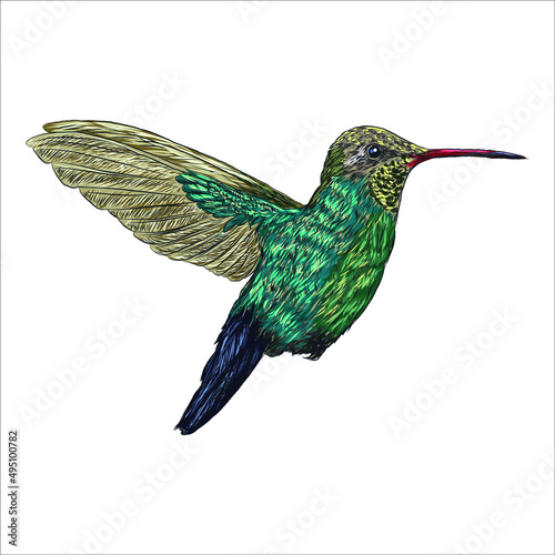Watercolor drawn hummingbird on white background 