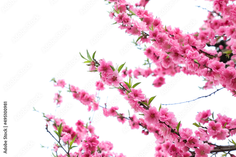 Fototapeta premium くもりの日の葉桜