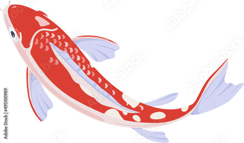 Koi Carp Fish Swimming Cartoon Illustration
