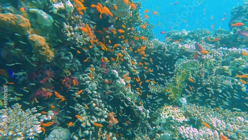 Stunning tropical coral reef scenery with shoals of anthias and glassfish yellow sweeper swimming on wall in Red Sea photo