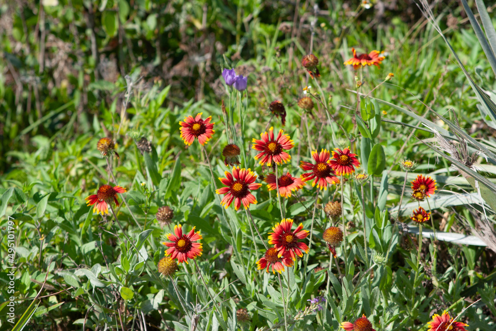 Flowers