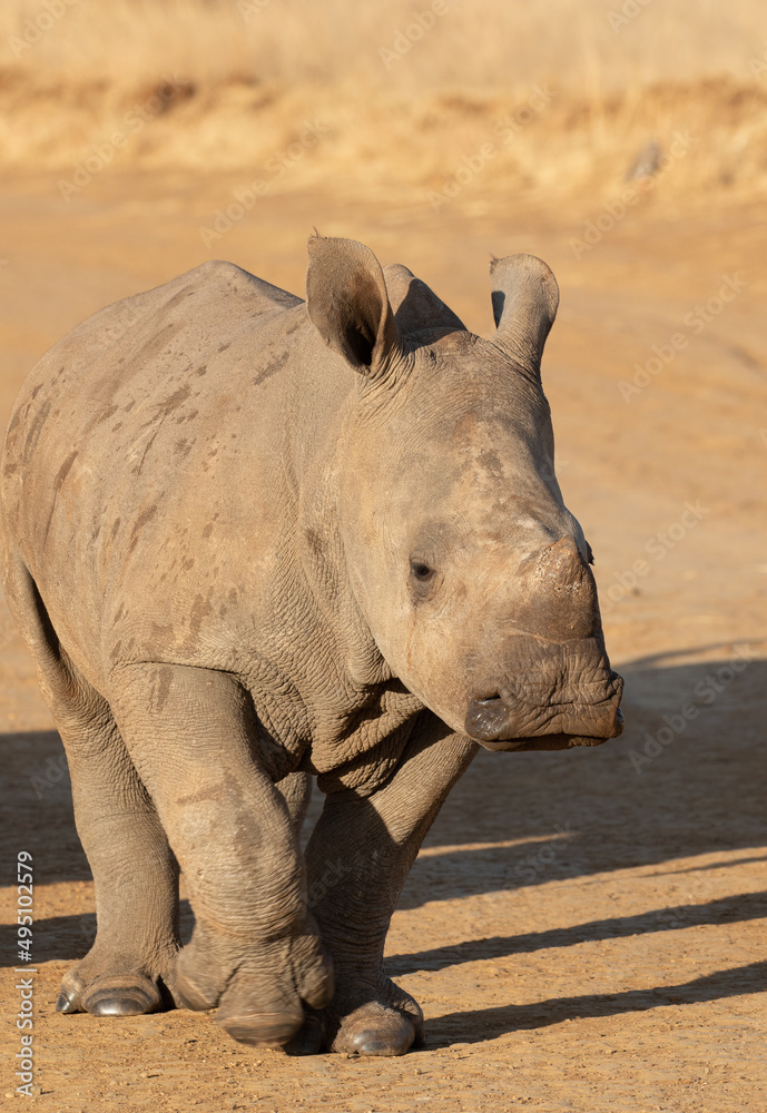 Fototapeta premium White Rhino Calf, South Africa