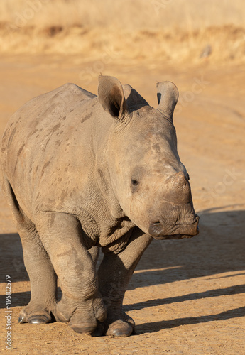 White Rhino Calf, South Africa