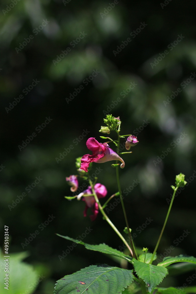 Fototapeta premium wild flowers