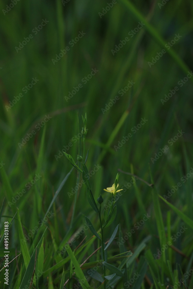 wild flowers wild flowers