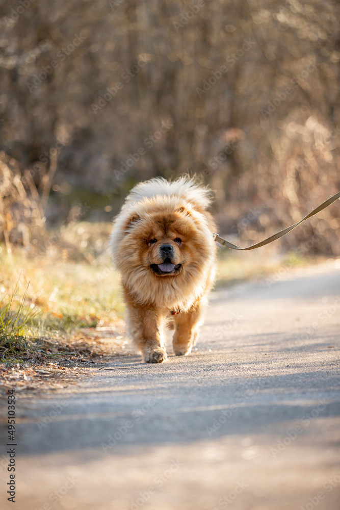 Fototapeta premium Beautiful dog breed chow-chow runs in nature