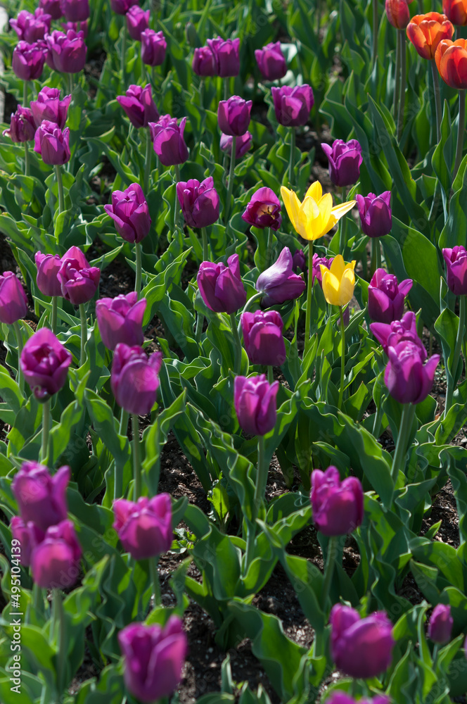 yellow and orange tulips amid a field of purple flowers yellow and orange tulips amid a field of purple flowers