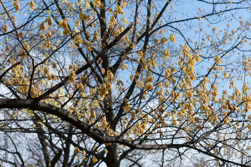 branches with young leaves against blue sky