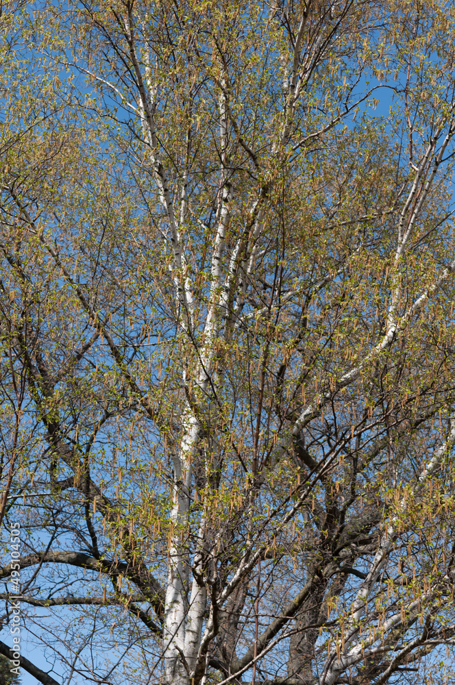 trees in the park trees in the park