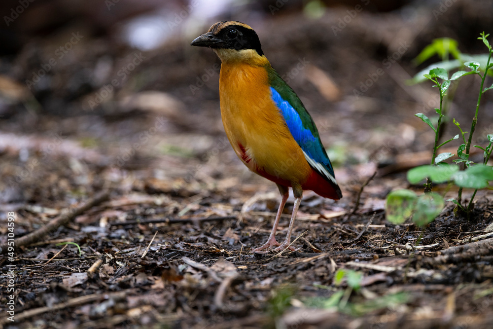 Fototapeta premium Blue - winged Pitta
