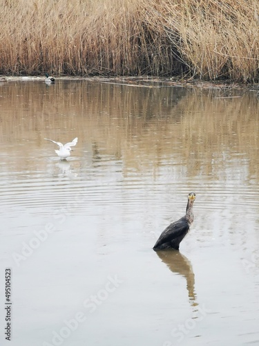 great crested grebe