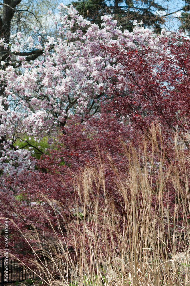 spring in the park (dried grass, maple, and magnolia blossoms) spring in the park (dried grass, maple, and magnolia blossoms)