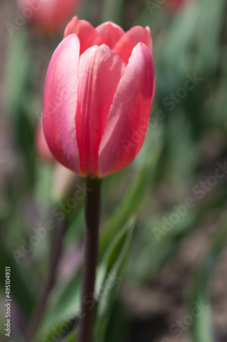 pink tulip in the sun