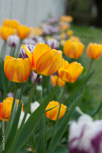tulip border in spring
