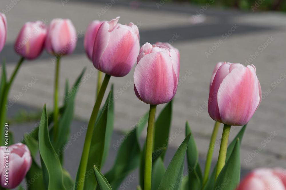 Fototapeta premium pink and white tulips
