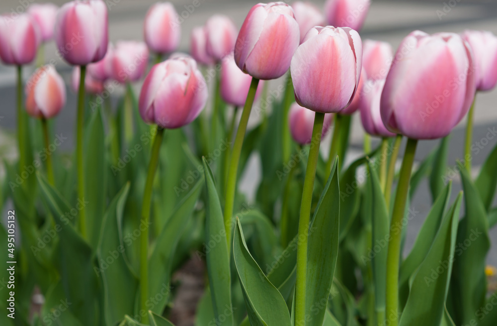 row of light pink tulips in the sun