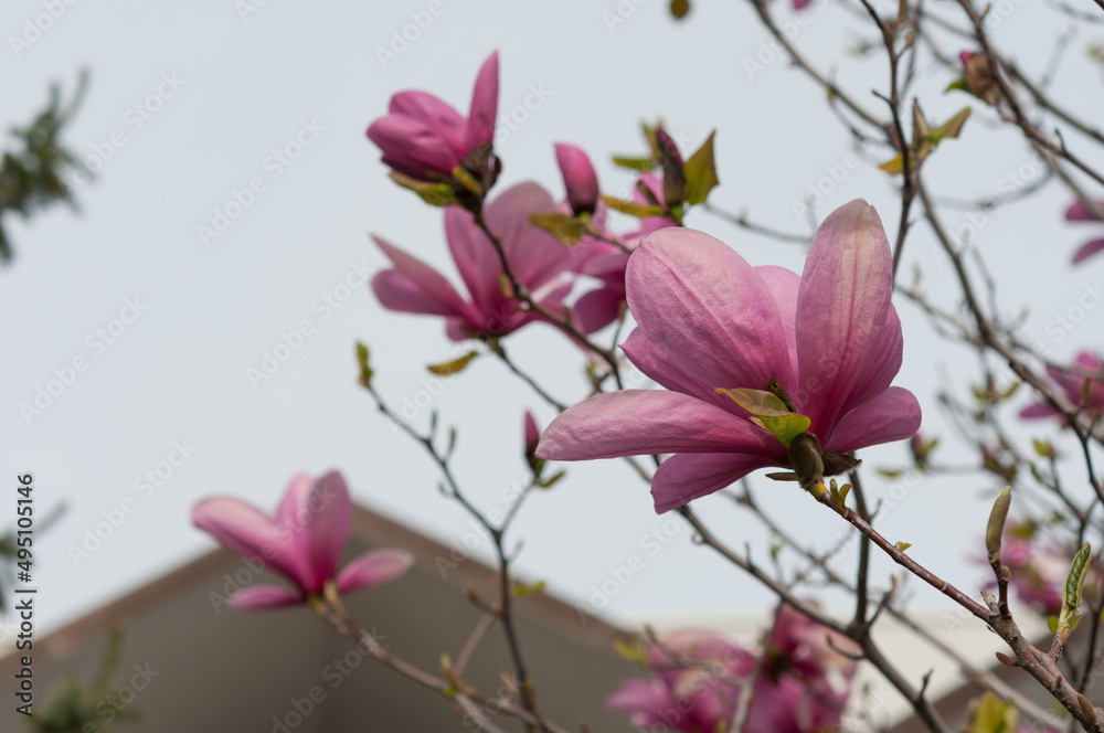 pink magnolia blossoms viewed from below