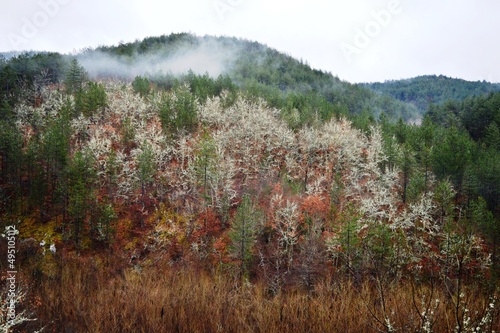 trees covered with lichens in the fall