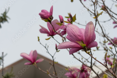 pink magnolia blossoms viewed from below