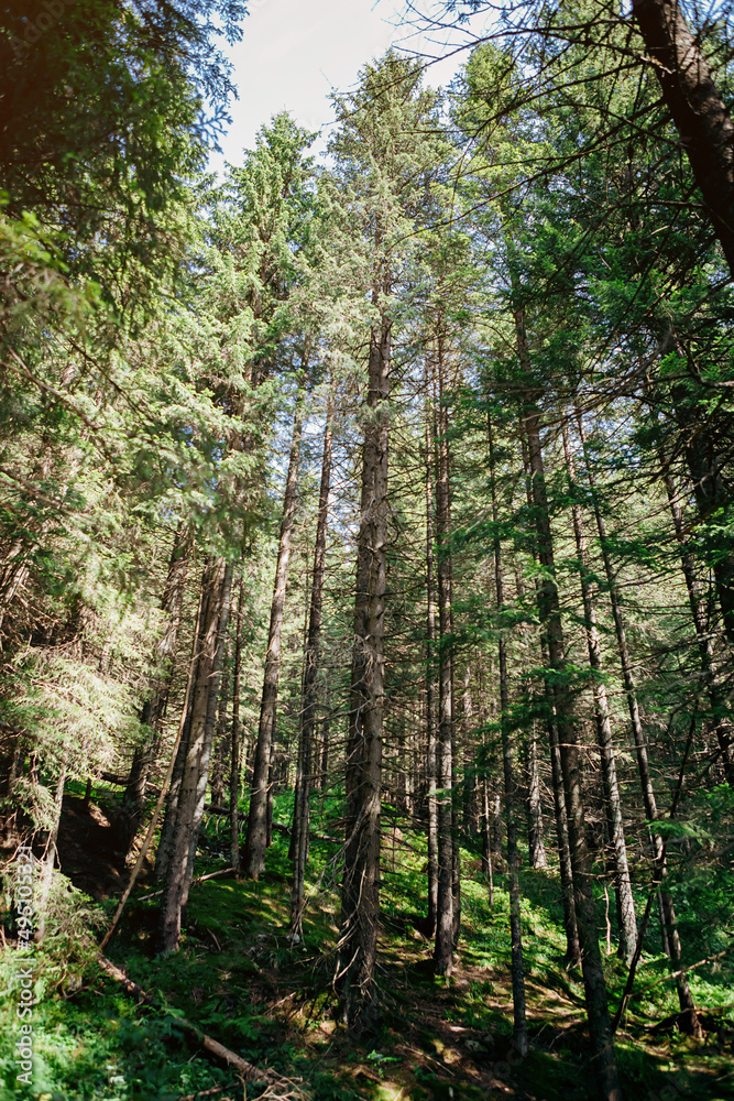 Fototapeta premium Forest of Spruce Trees illuminated by Sunbeams through Fog, a Carpet of Moss and stones covering the forest floor. Natural relict spruce (Picea abies) forest in the Carpathian Mountains.