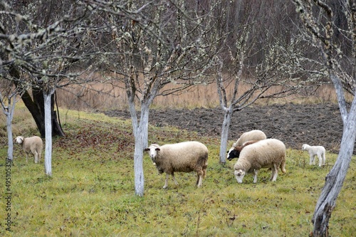 white sheep graze in the orchard