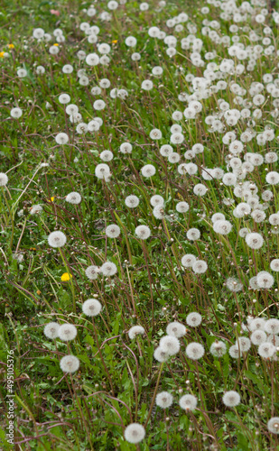dandelion seed heads or pappi (parachute)  in the grass photo