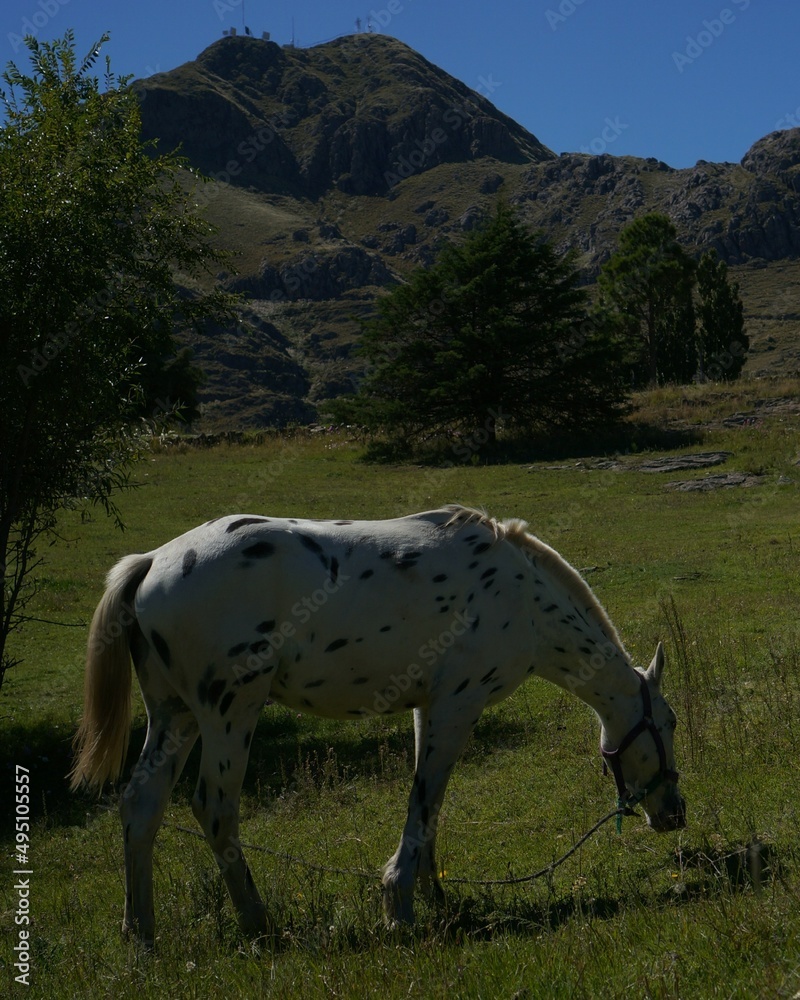 Fototapeta premium horses in the mountains