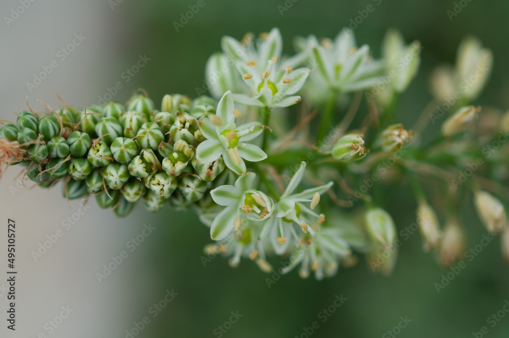 close up of a flower spike with small green and white (six petal) blooms (allium?) close up of a flower spike with small green and white (six petal) blooms (allium?)
