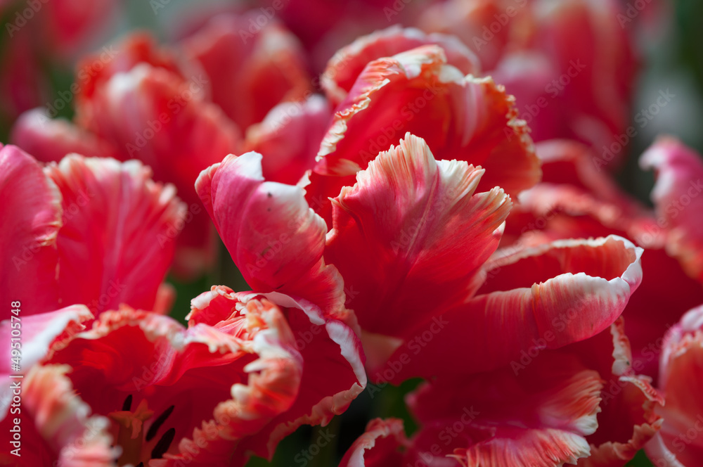 parrot tulips at a conservatory parrot tulips at a conservatory