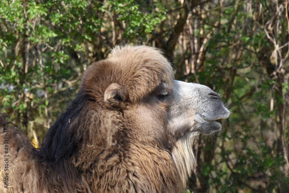 Fototapeta premium Trampeltier, Dromedar