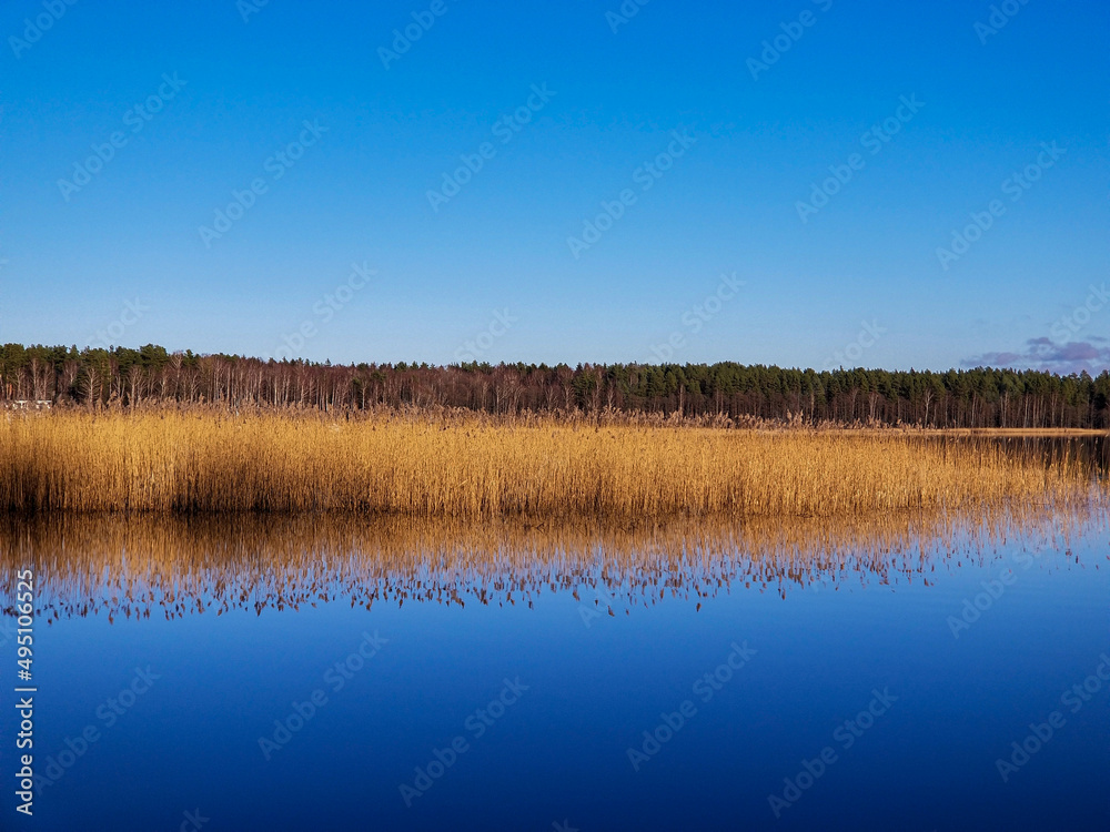 reflection of reeds and blue sky in the calm water of the lake on a summer sunny day. reflection of reeds and blue sky in the calm water of the lake on a summer sunny day.