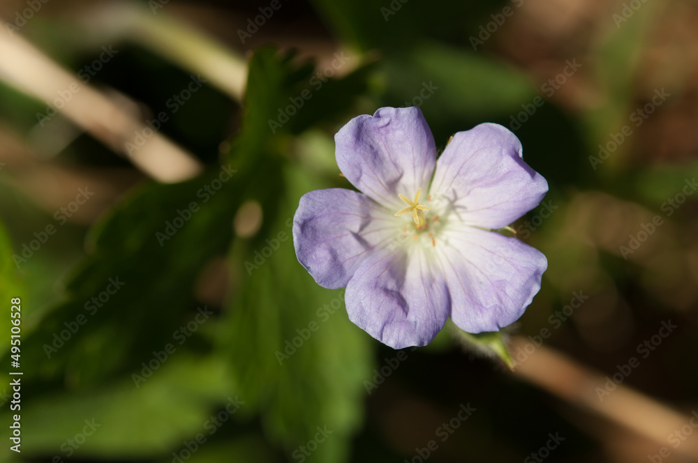 Fototapeta premium Geranium maculatum in the sun