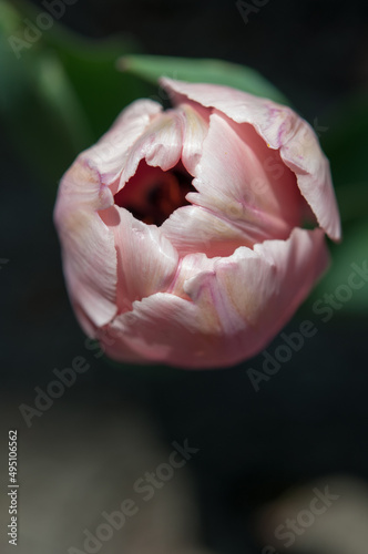 pink tulip blossom close up on a dark green background