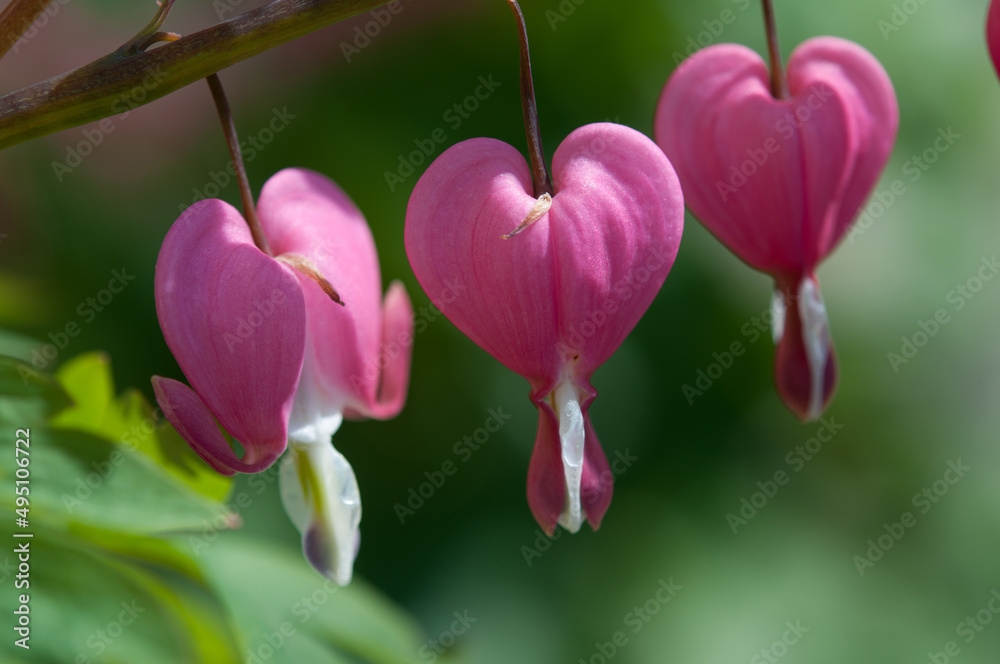 Lamprocapnos spectabilis (bleeding hearts) syn. Dicentra spectabilis in the sun Lamprocapnos spectabilis (bleeding hearts) syn. Dicentra spectabilis in the sun