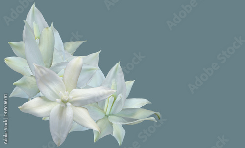 White flower of the yucca plant.
