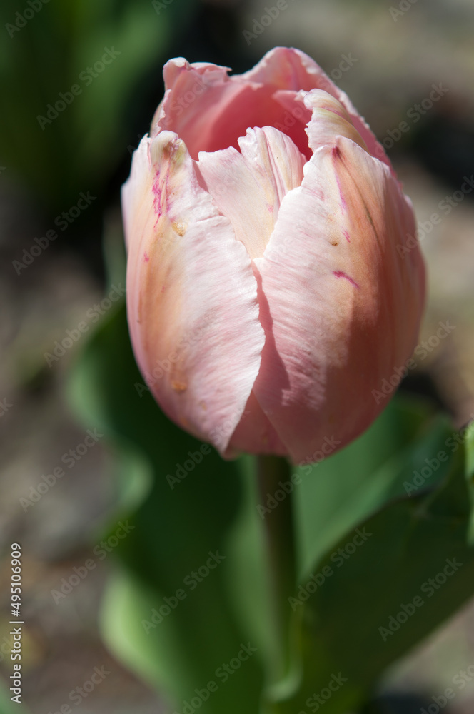 Fototapeta premium pink tulip flower close up