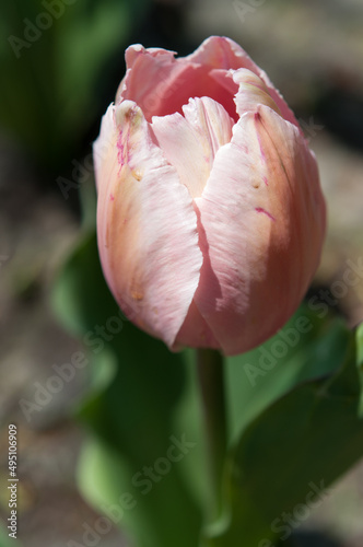 pink tulip flower close up