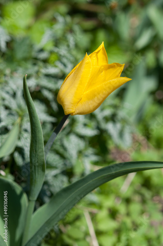 yellow tulip in the garden