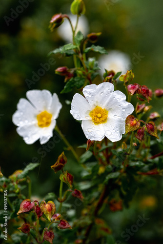 California tree anemone white flower - Latin name - Carpenteria californica