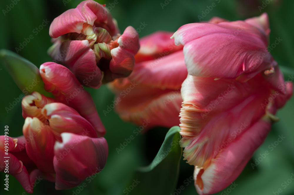 robust, fleshy parrot tulips 