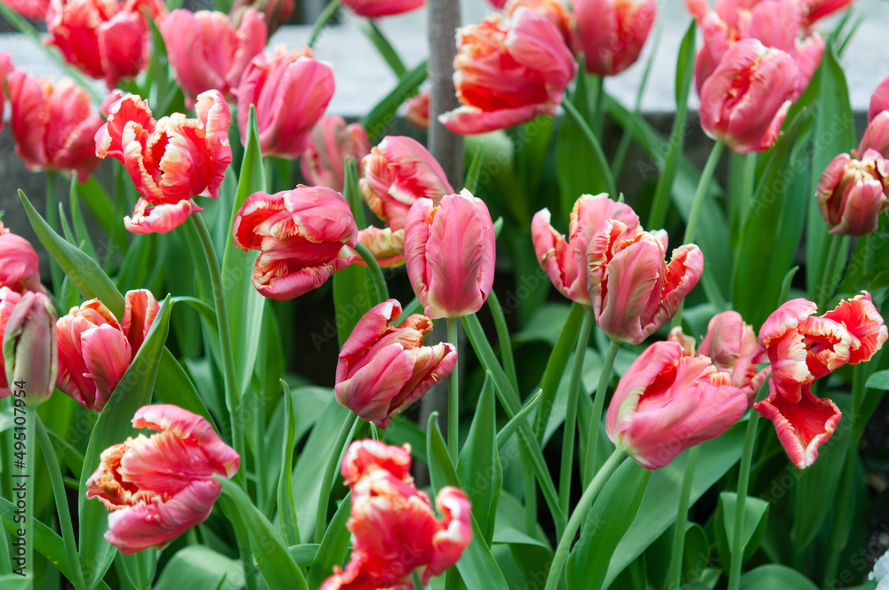 Obraz premium field of parrot tulips