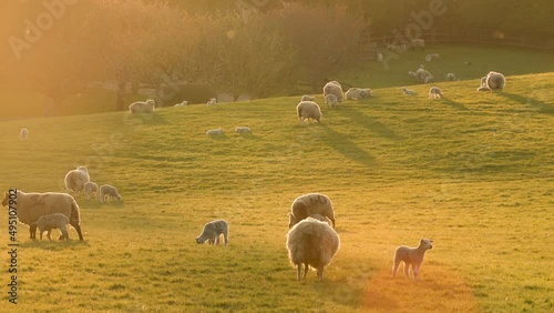4K video clip mother sheep and baby lambs in a field on a farm at sunset or sunrise with sound