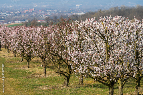 Schilderij op canvas Kirschblüten in Scharten Oberösterreich mit Blick auf Eferding