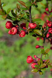 Flowering Quince (Chaenomeles speciosa) in the sun
